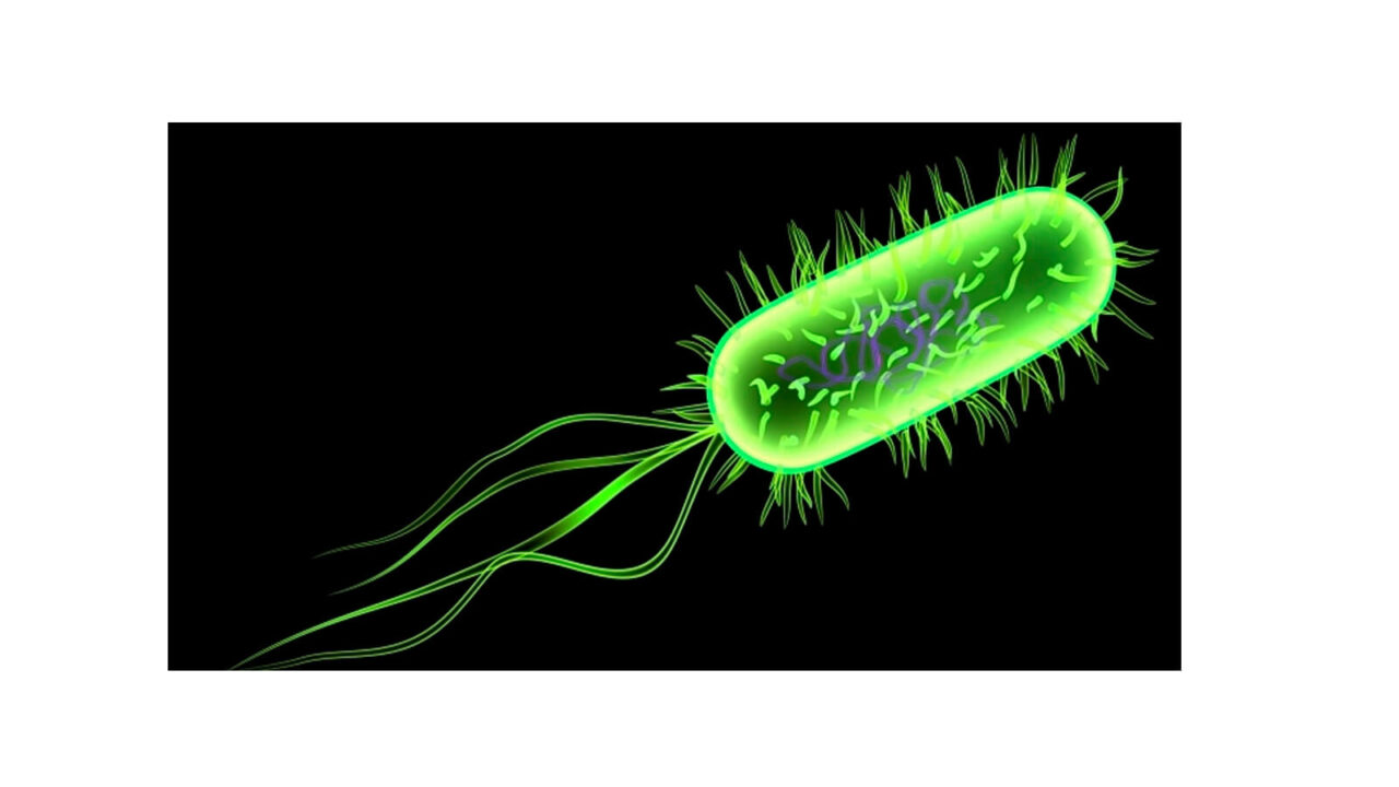 Нуклеоид Escherichia coli